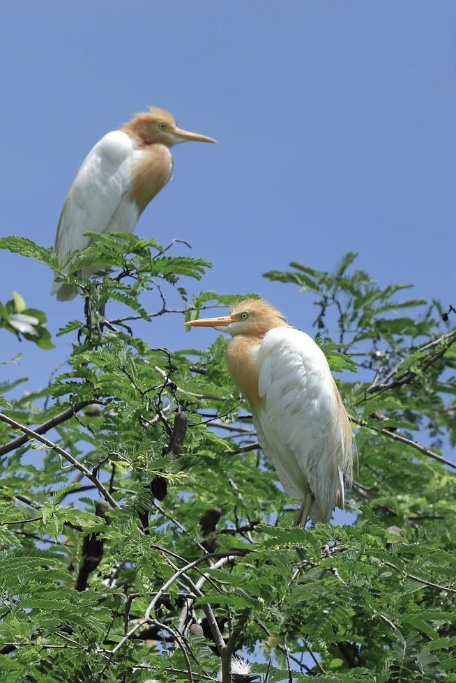 Héron garde-boeuf oiseau se percher au sommet d'un arbre photo