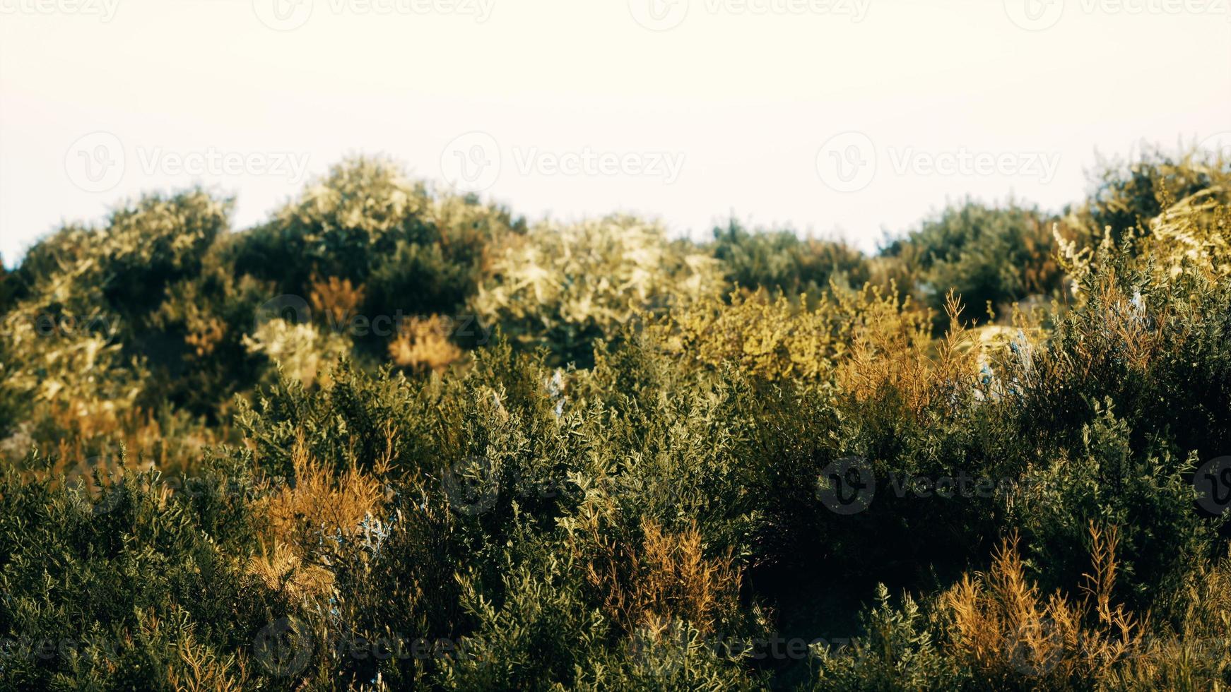 touffes d'herbe séchée sur la lande photo