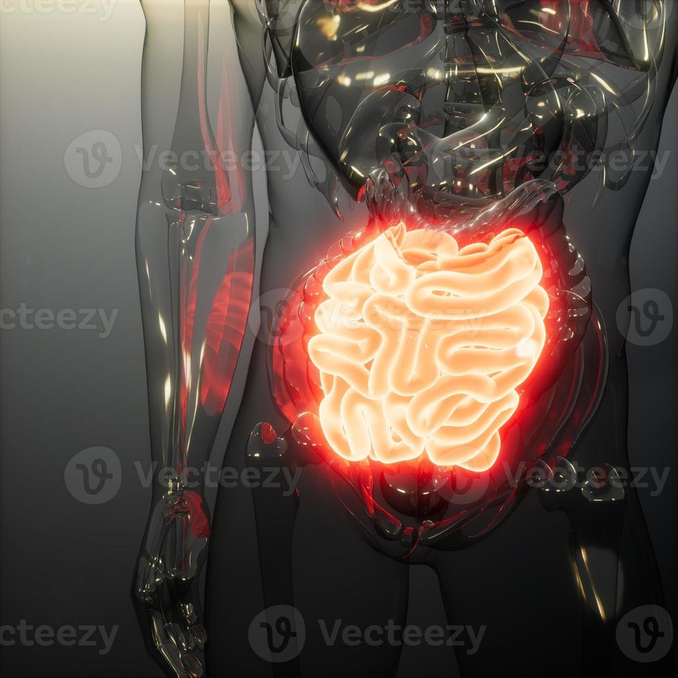 examen de radiologie de l'intestin grêle humain photo