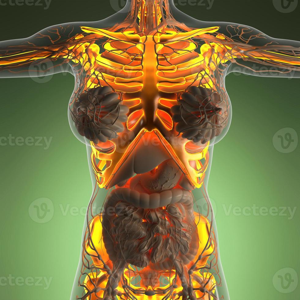 science anatomie du corps humain en rayons x avec des os de squelette lumineux photo