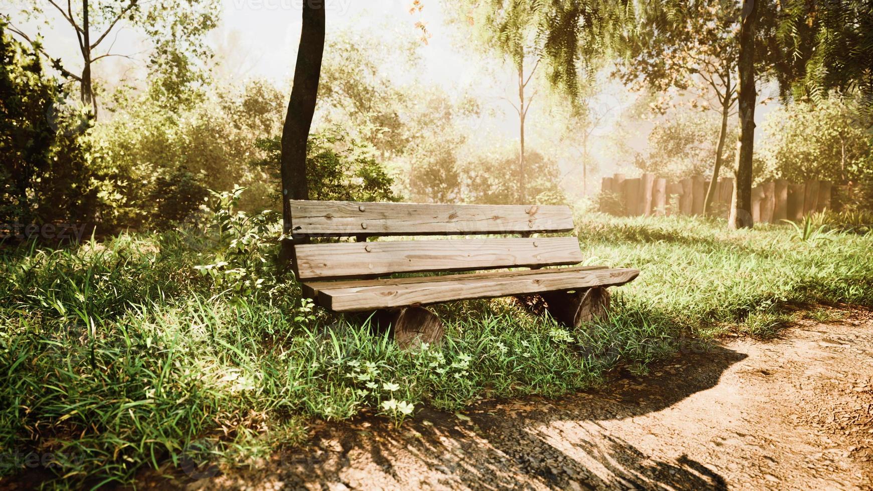 banc en bois dans la nature près de l'arbre photo