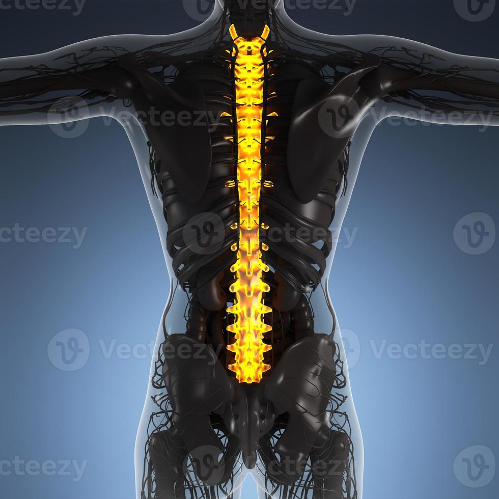 science anatomie du corps humain en rayons x avec des os du dos brillants photo