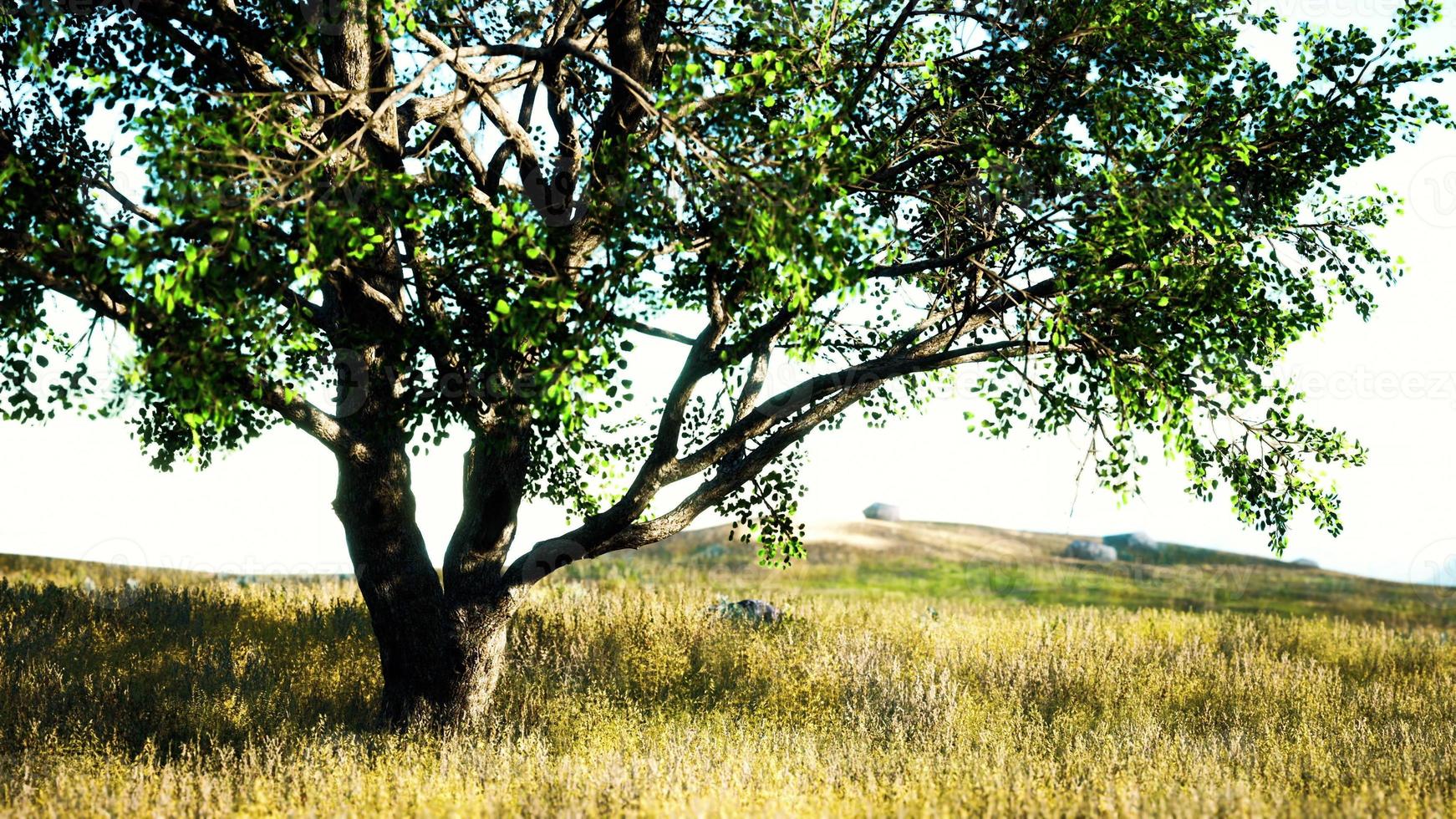 paysage avec une colline et un seul arbre au lever du soleil avec une lumière chaude photo