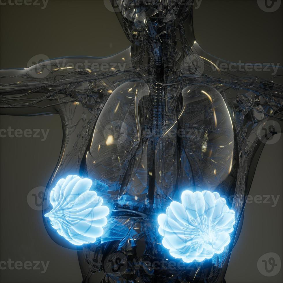illustration médicalement exacte des glandes mammaires d'une femme obèse photo