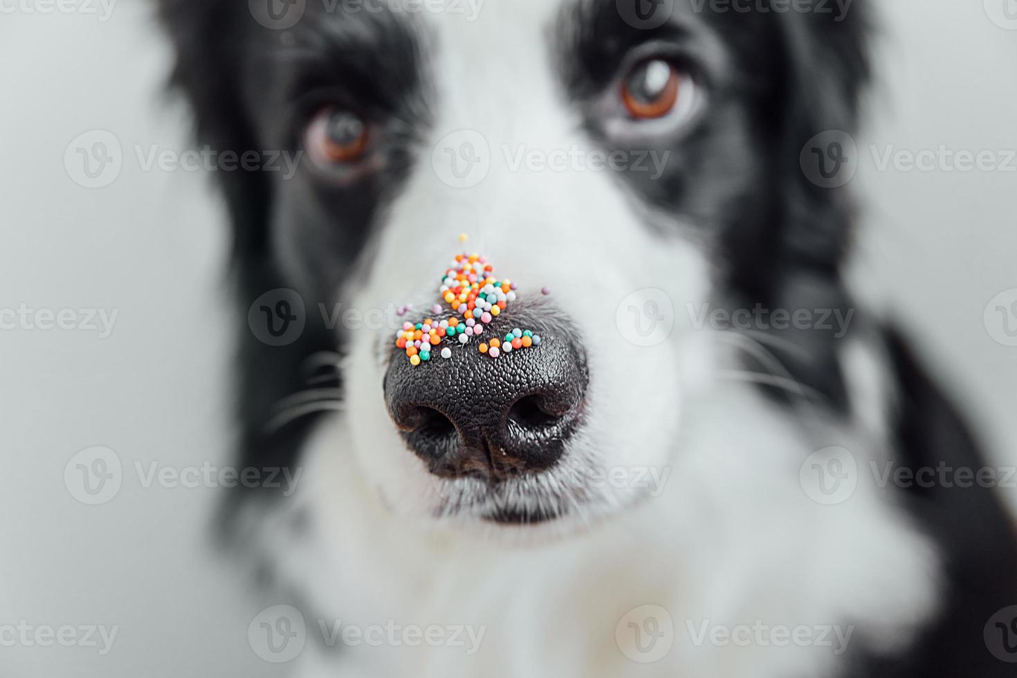 concept de joyeuses pâques. préparation des vacances. mignon petit chien border collie avec des points saupoudrés de sucre sur le nez. nez de doge avec décoration pour gâteau et boulangerie, gros plan. carte de voeux de printemps. photo