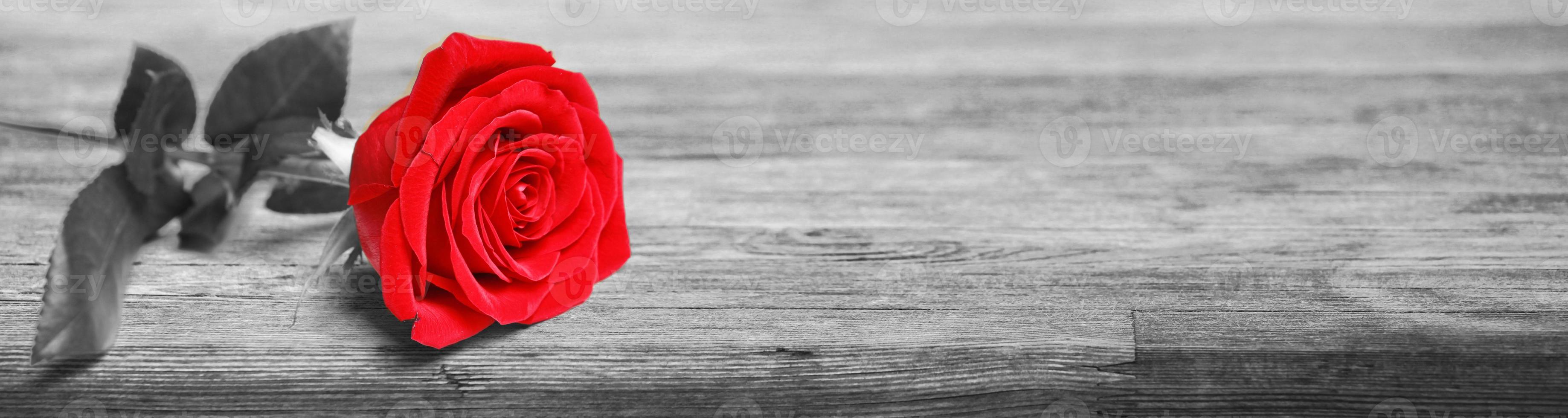 belle rose rouge. fond de félicitations par st. La Saint-Valentin photo