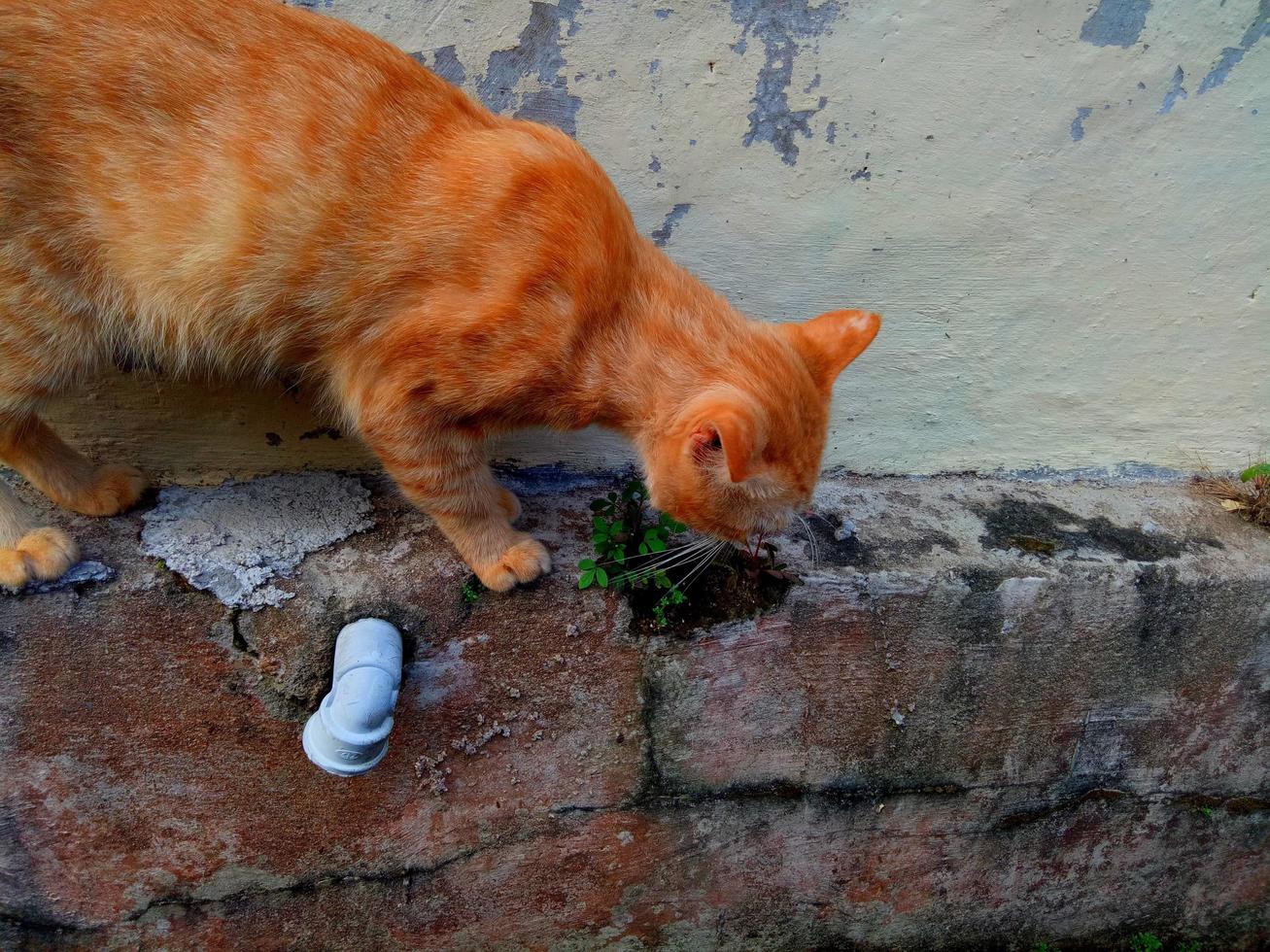 chat errant orange renifle quelque chose photo