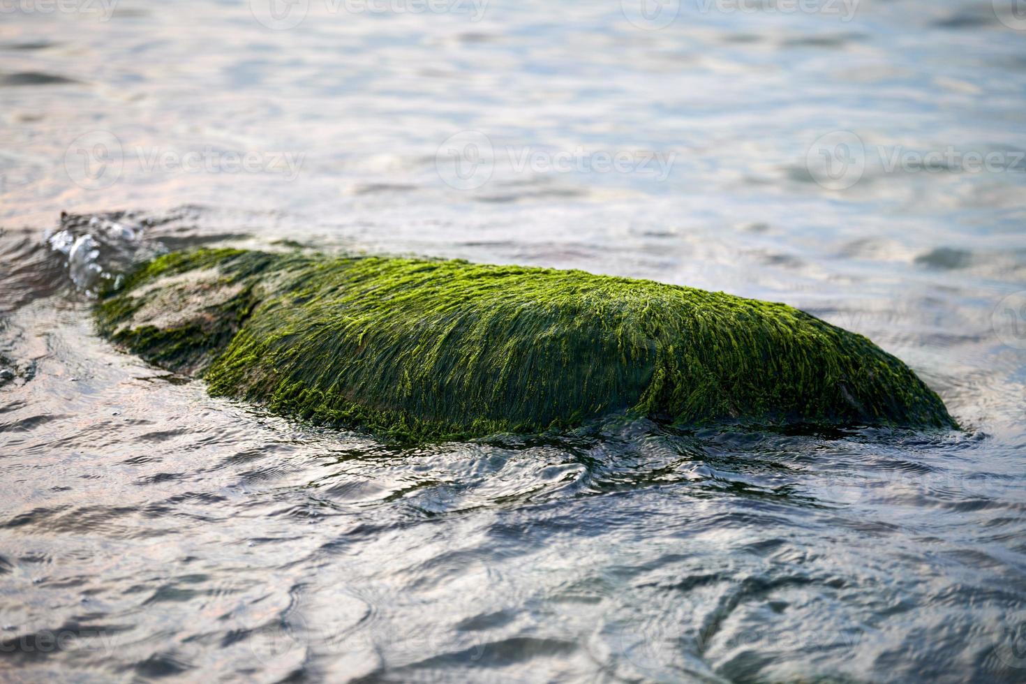 algues vertes algues de mer recouvertes de pierre dans l'eau de mer, belle mousse de mer humide en gros plan photo