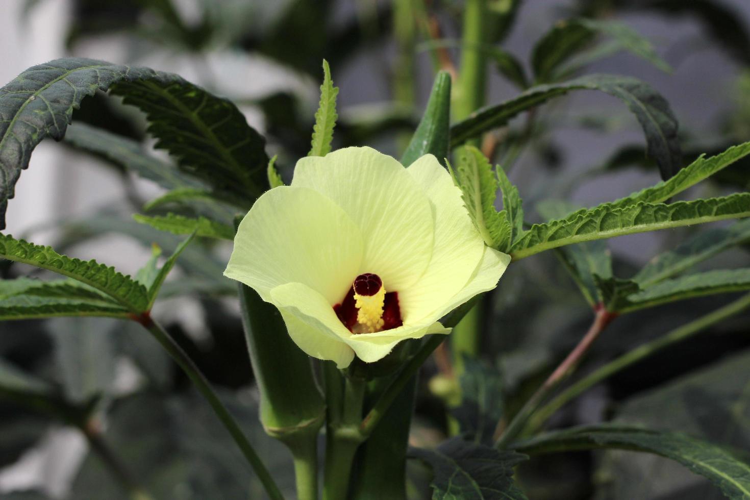 gros plan de fleur de gombo photo