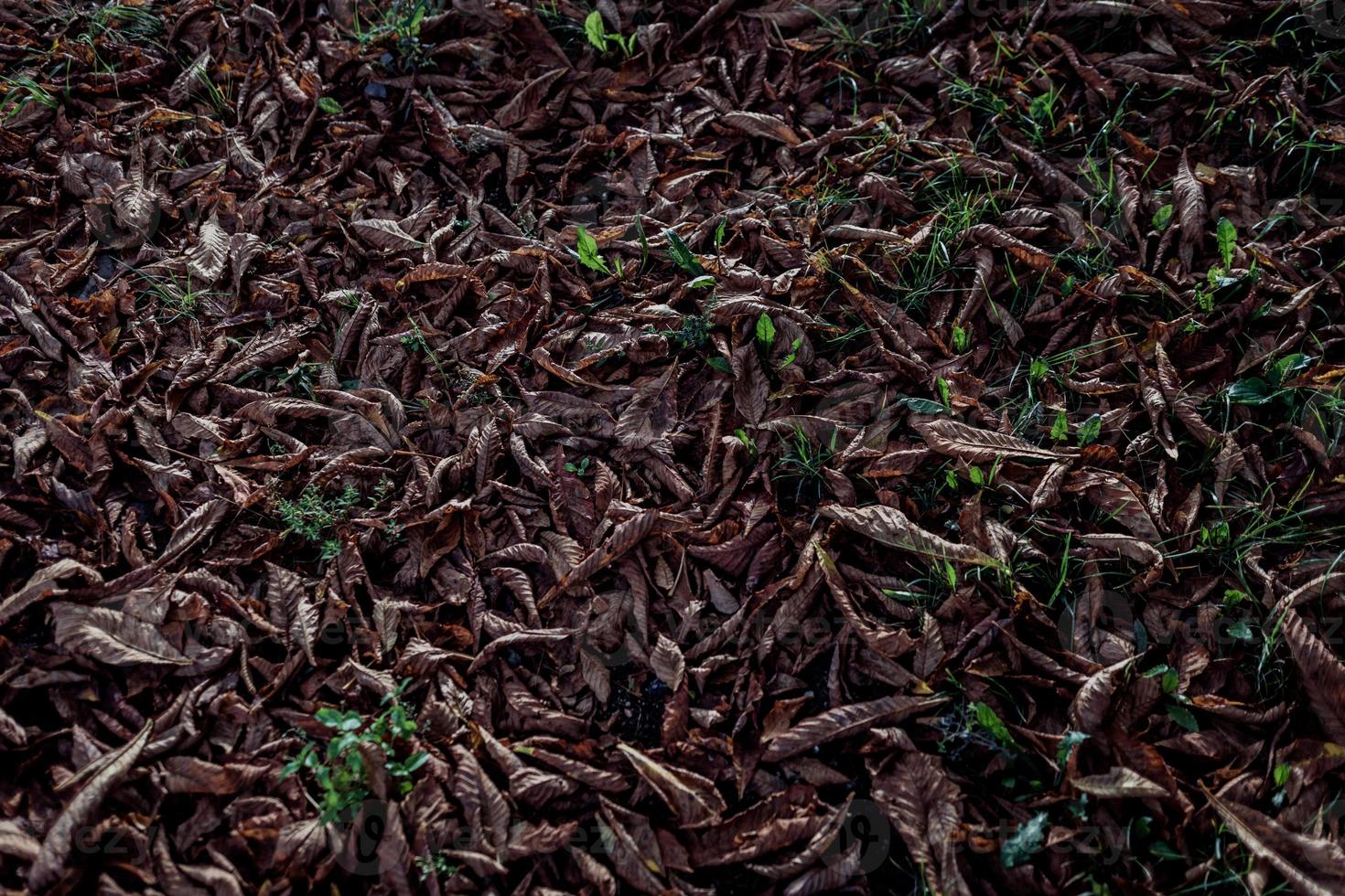 automne feuilles mortes photo