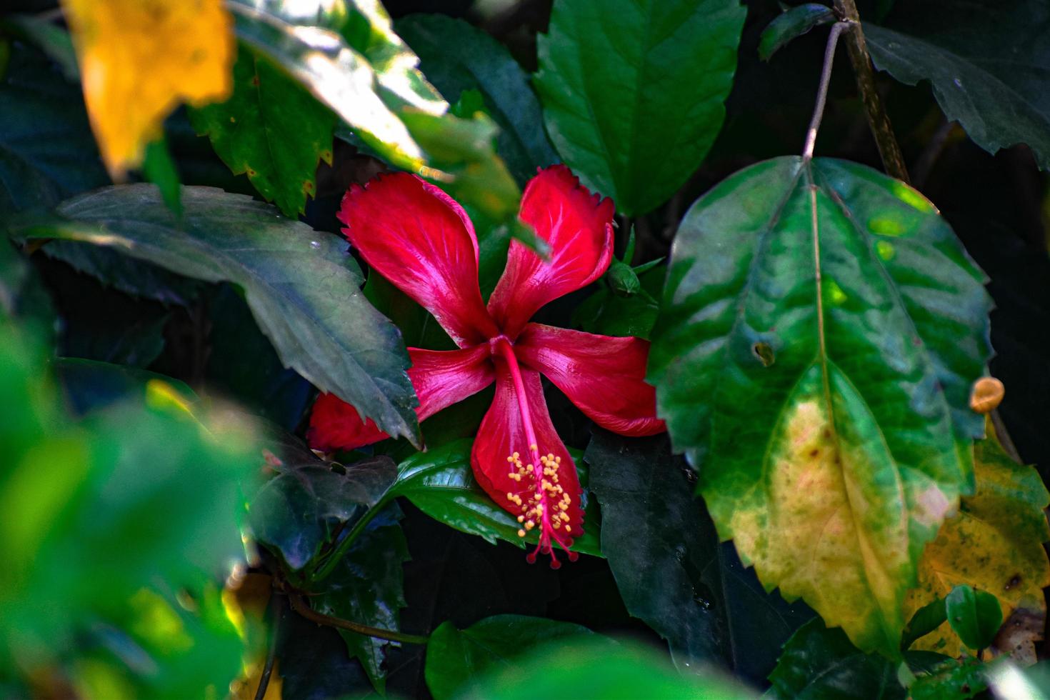 fleur rouge cachée photo