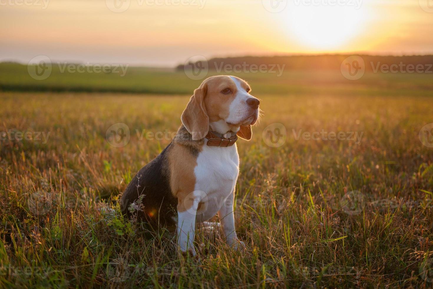 chien beagle dans les rayons dorés du coucher du soleil photo