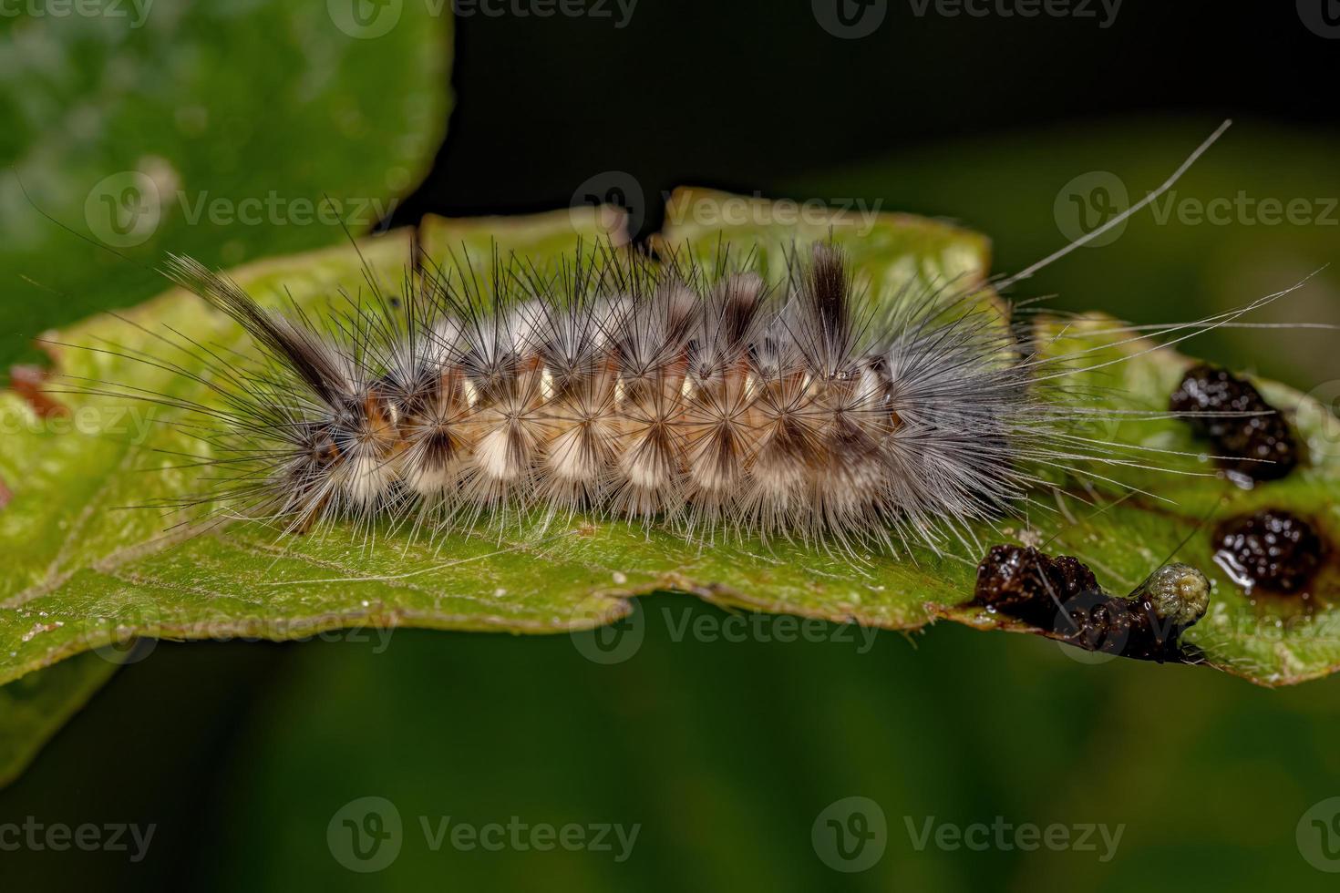 chenille de la teigne du tigre photo