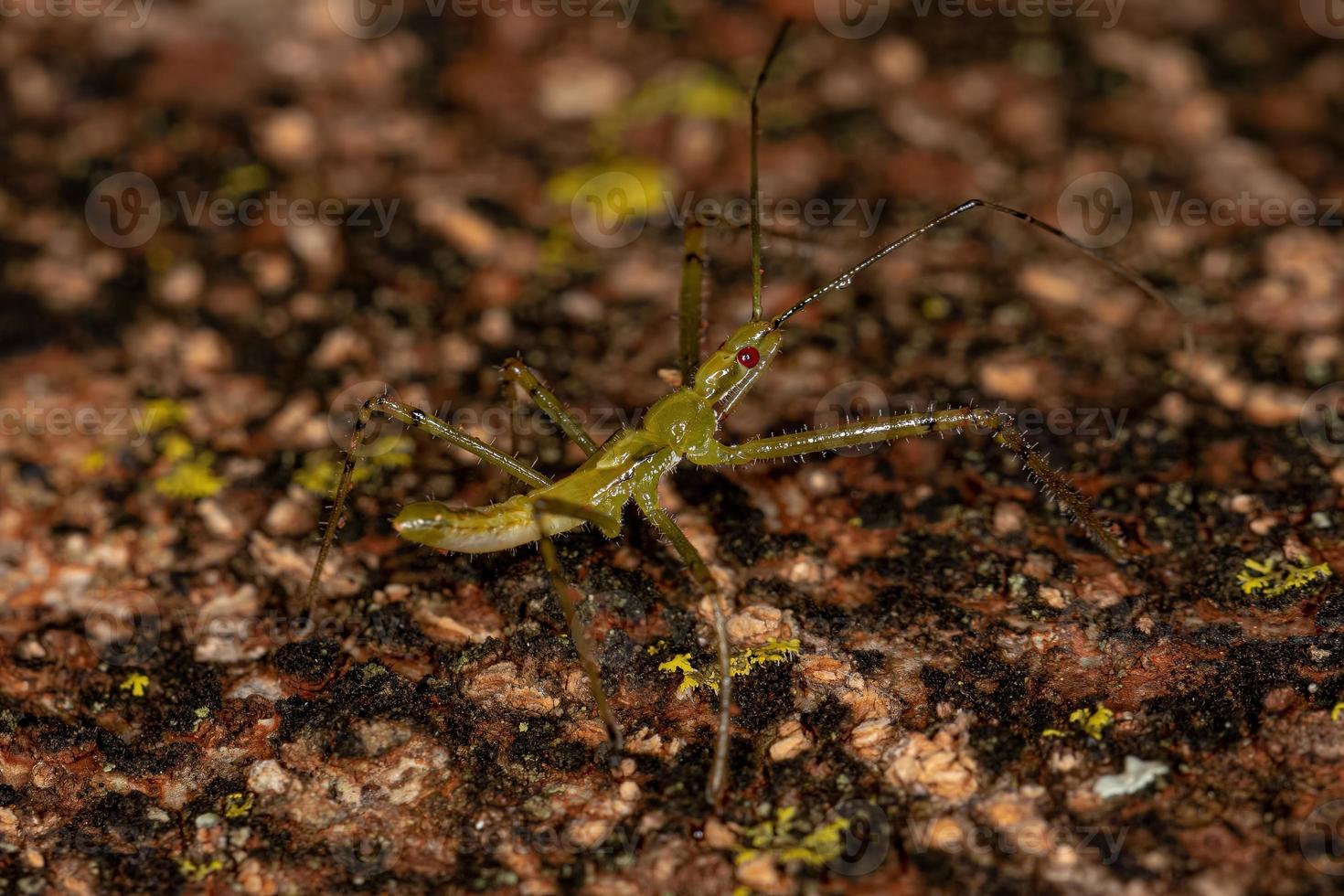 assassin bug nymphe photo