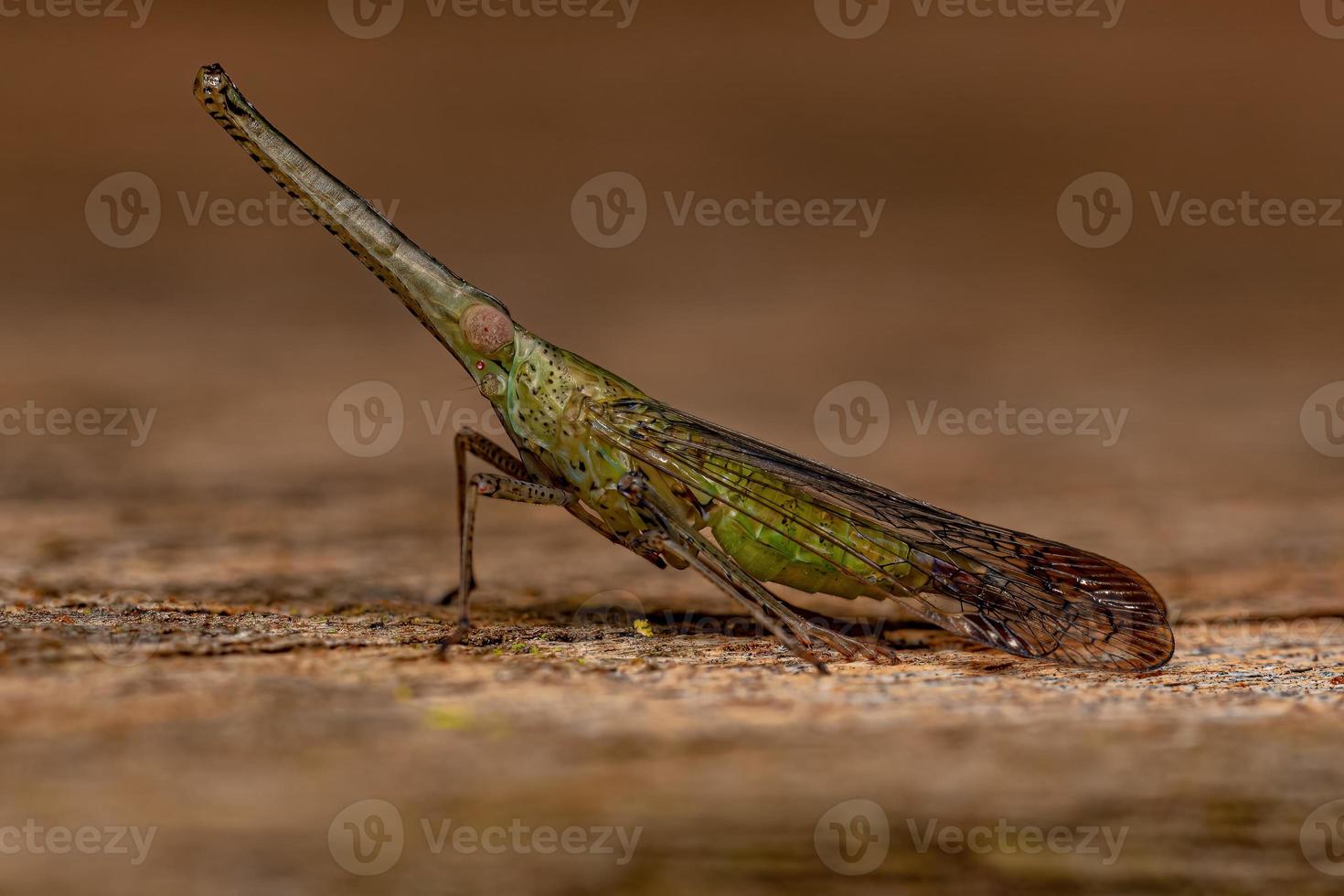 insecte cicadelle dictyopharid vert adulte photo