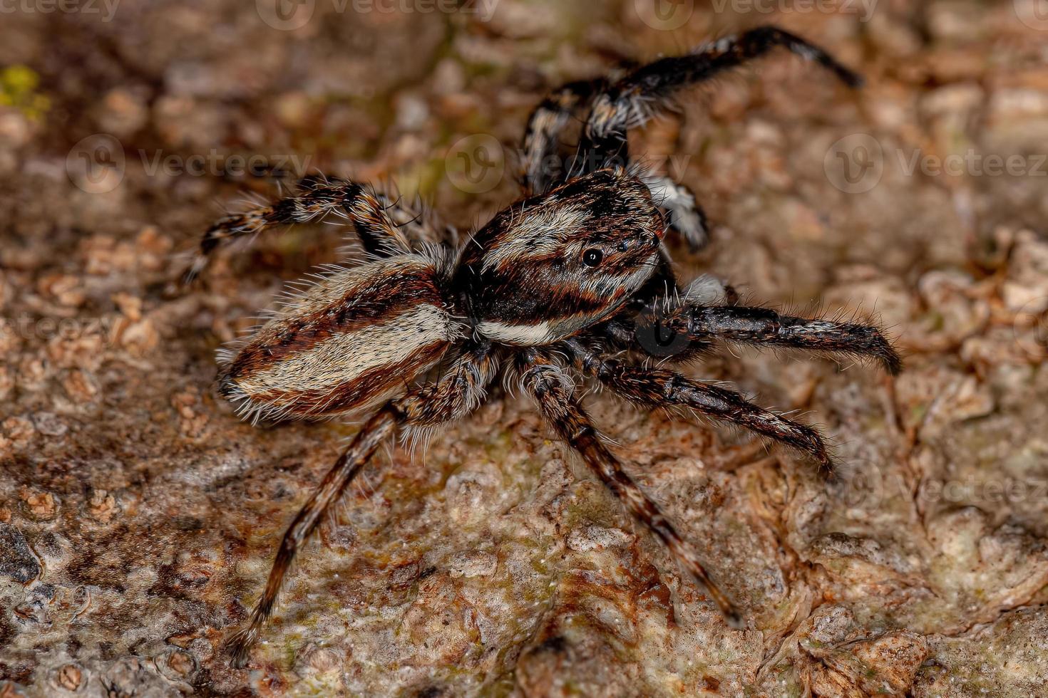 Araignée sauteuse mur gris mâle adulte photo