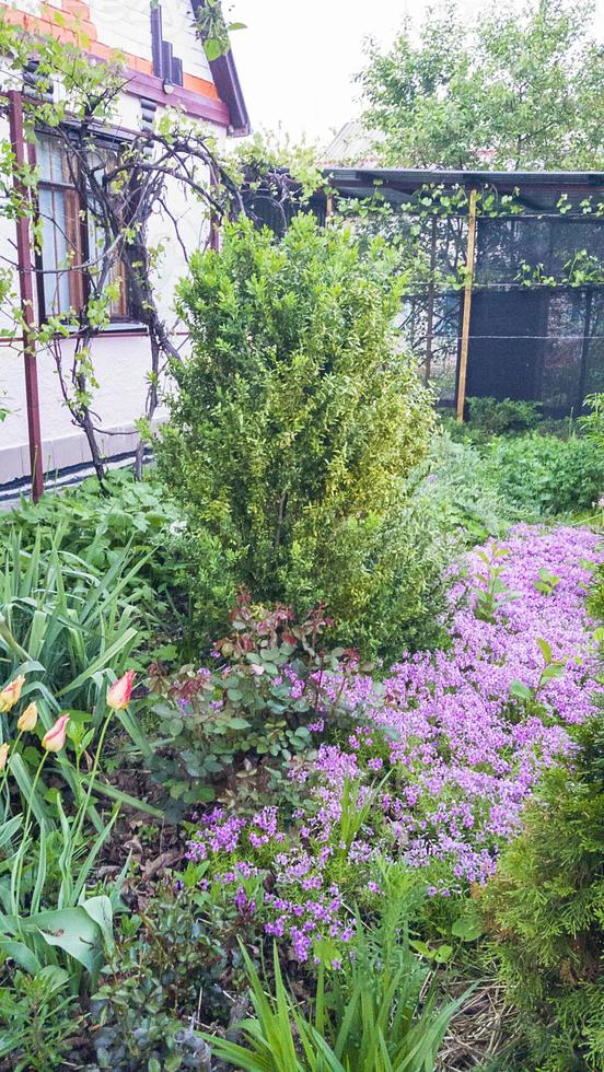 un tapis de saxifrages fleuris dans le jardin de devant près du mur d'une maison de campagne. mode de vie. photo