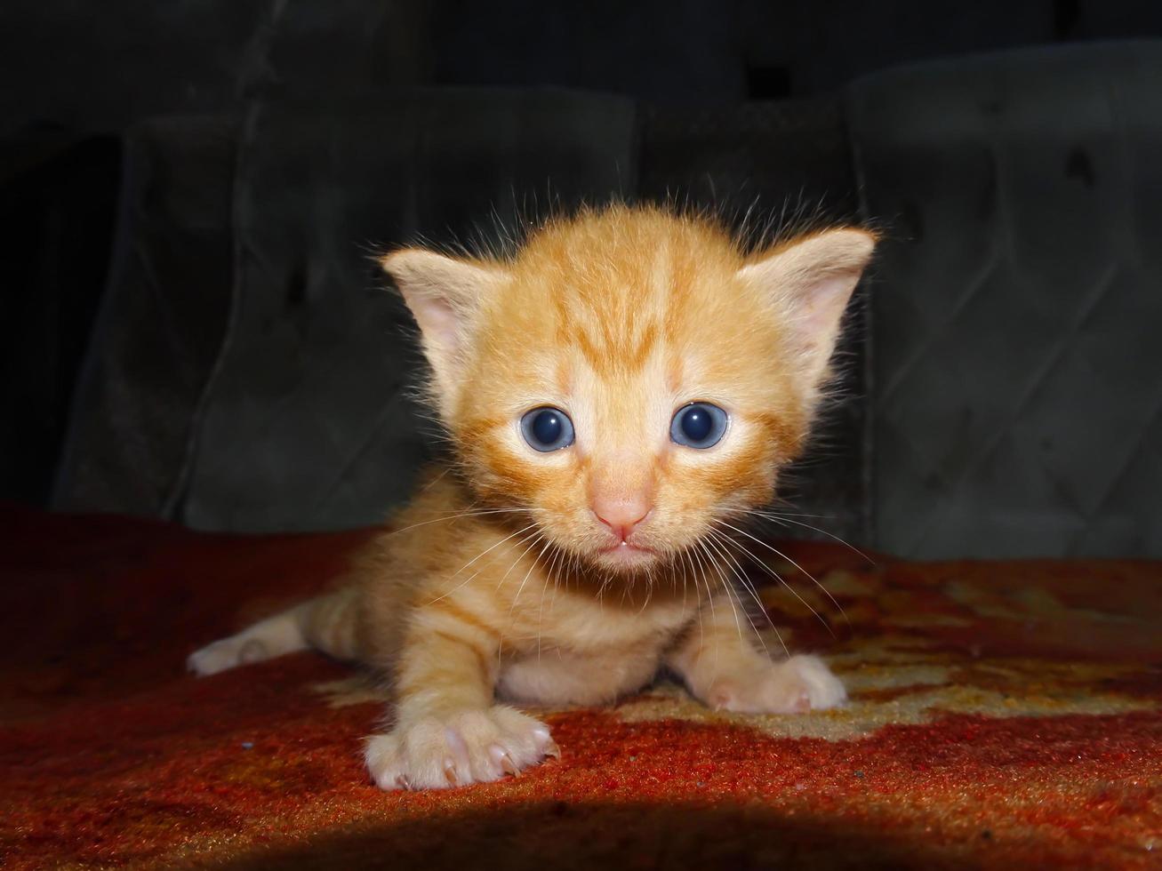 portrait de chaton roux photo