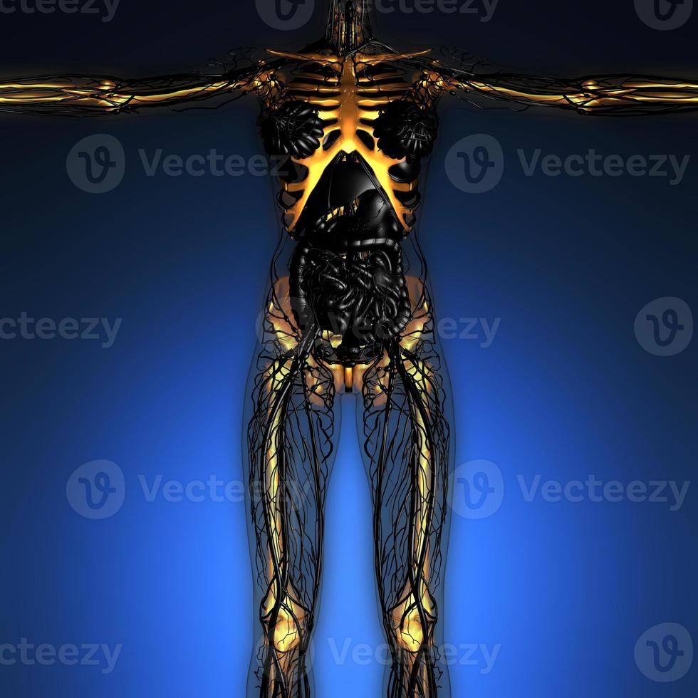 science anatomie du corps humain en rayons x avec des os de squelette lumineux photo