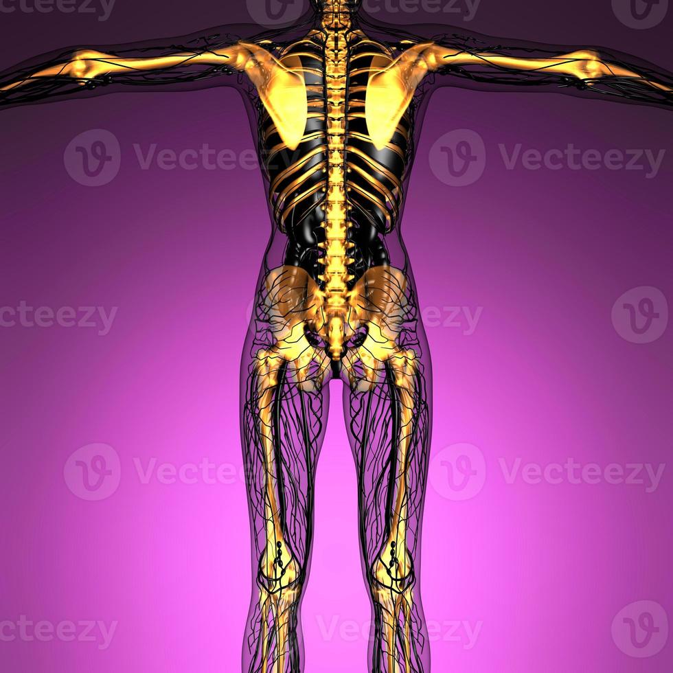 science anatomie du corps humain en rayons x avec des os de squelette lumineux photo