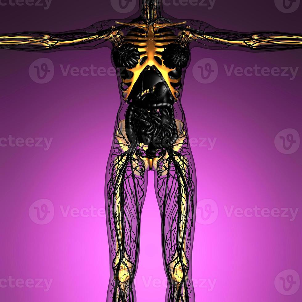 science anatomie du corps humain en rayons x avec des os de squelette lumineux photo