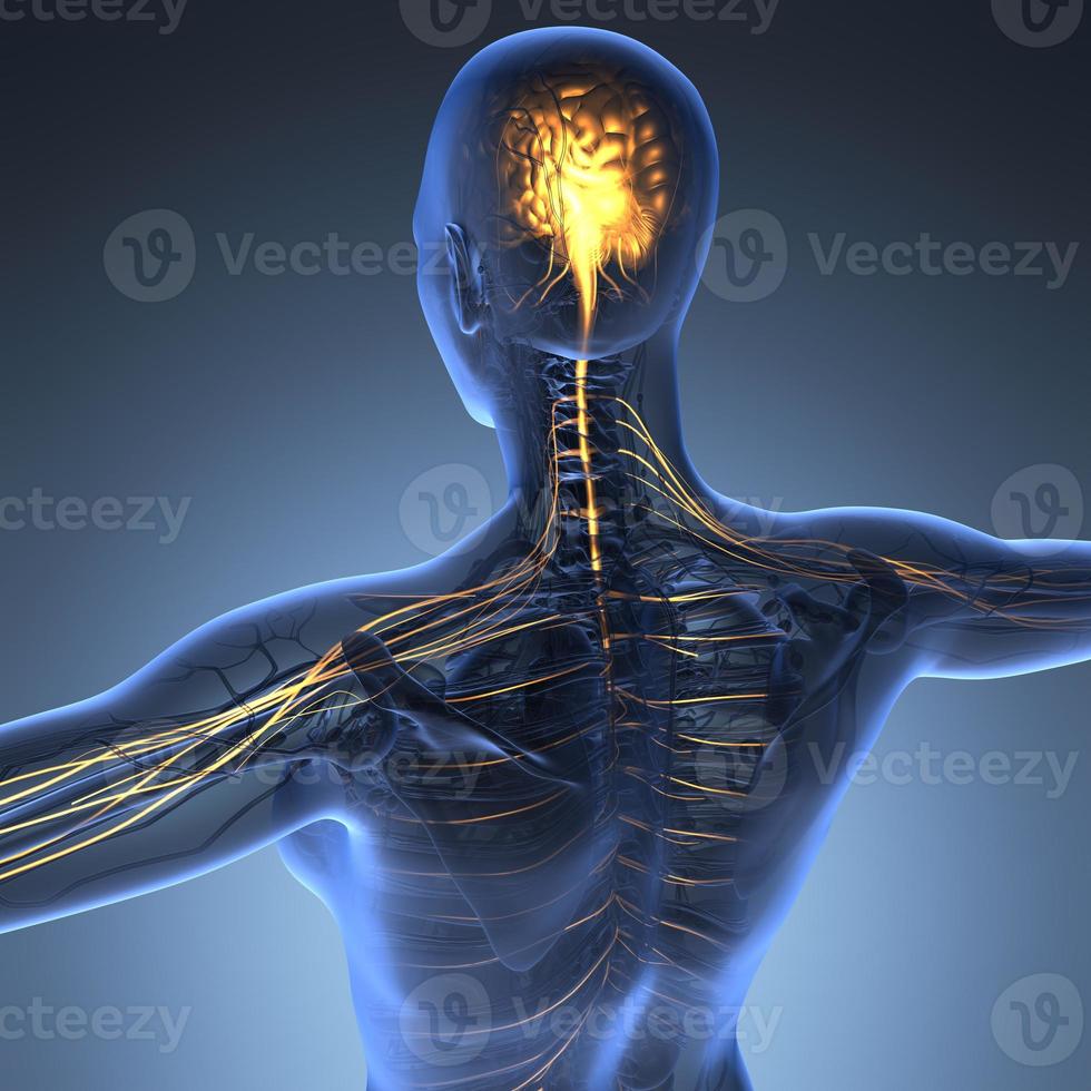 science anatomie du cerveau humain en rayons x photo