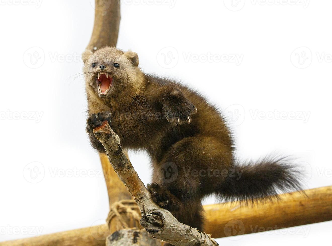 le renard arctique alopex lagopus menace sur une branche d'arbre photo