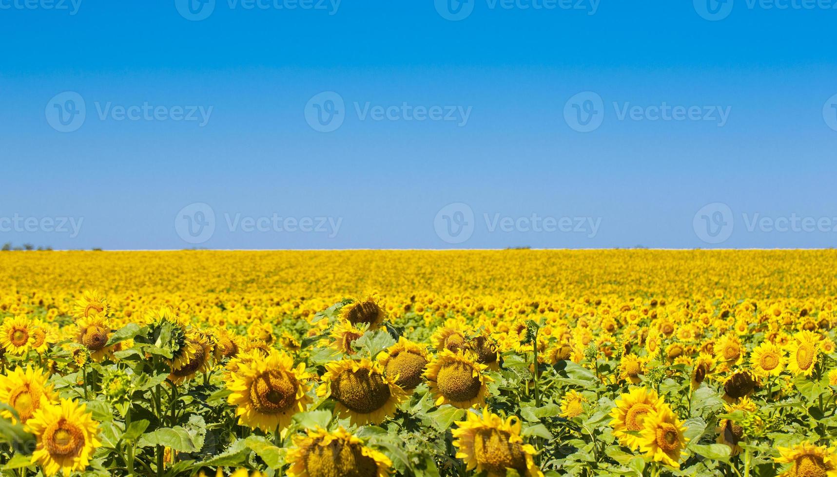 fond naturel de tournesol. mise au point sélective photo