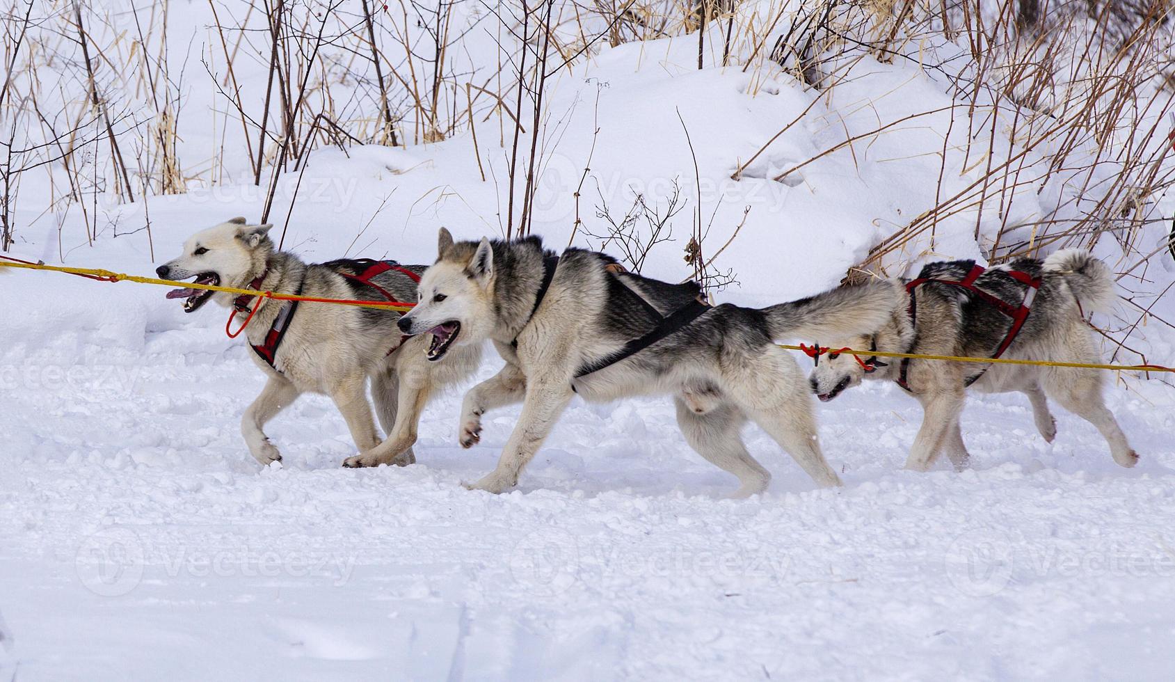 course de chiens de traîneau sur la neige en hiver photo