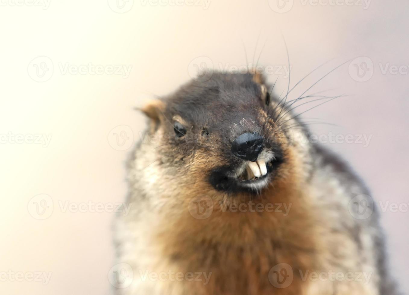 portrait de marmotte alpine, isolée. photo