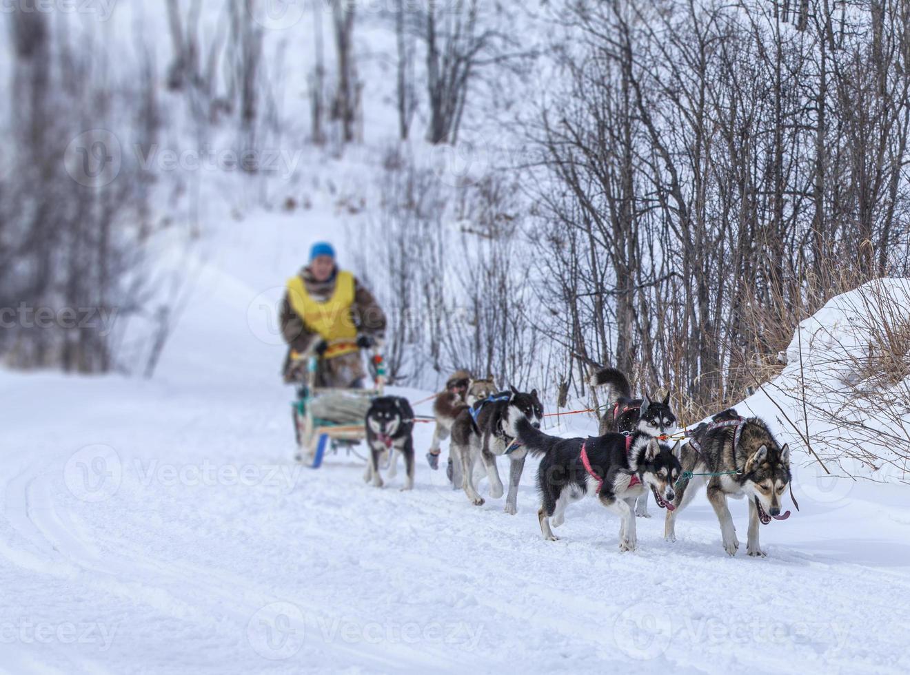 Musher se cachant derrière un traîneau à une course de chiens de traîneau sur la neige en hiver photo