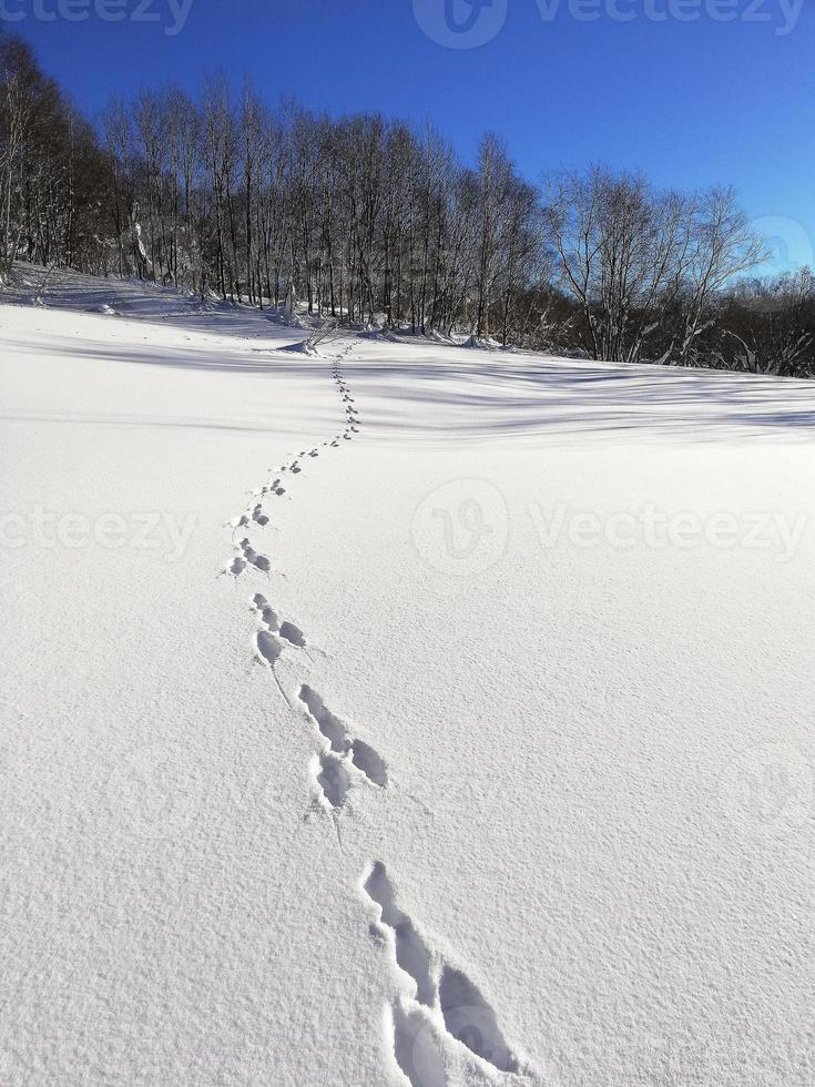 champ de neige d'hiver avec des traces de sentier de lièvre photo