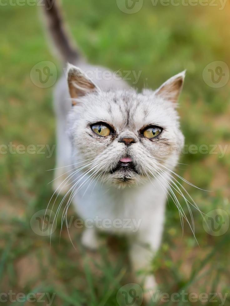 gros plan de tête de chat. race exotique à poil court photo