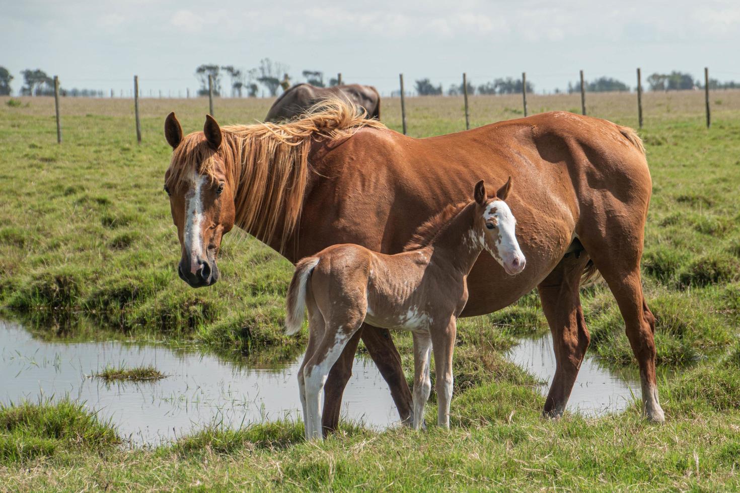 chevaux dans une ferme photo