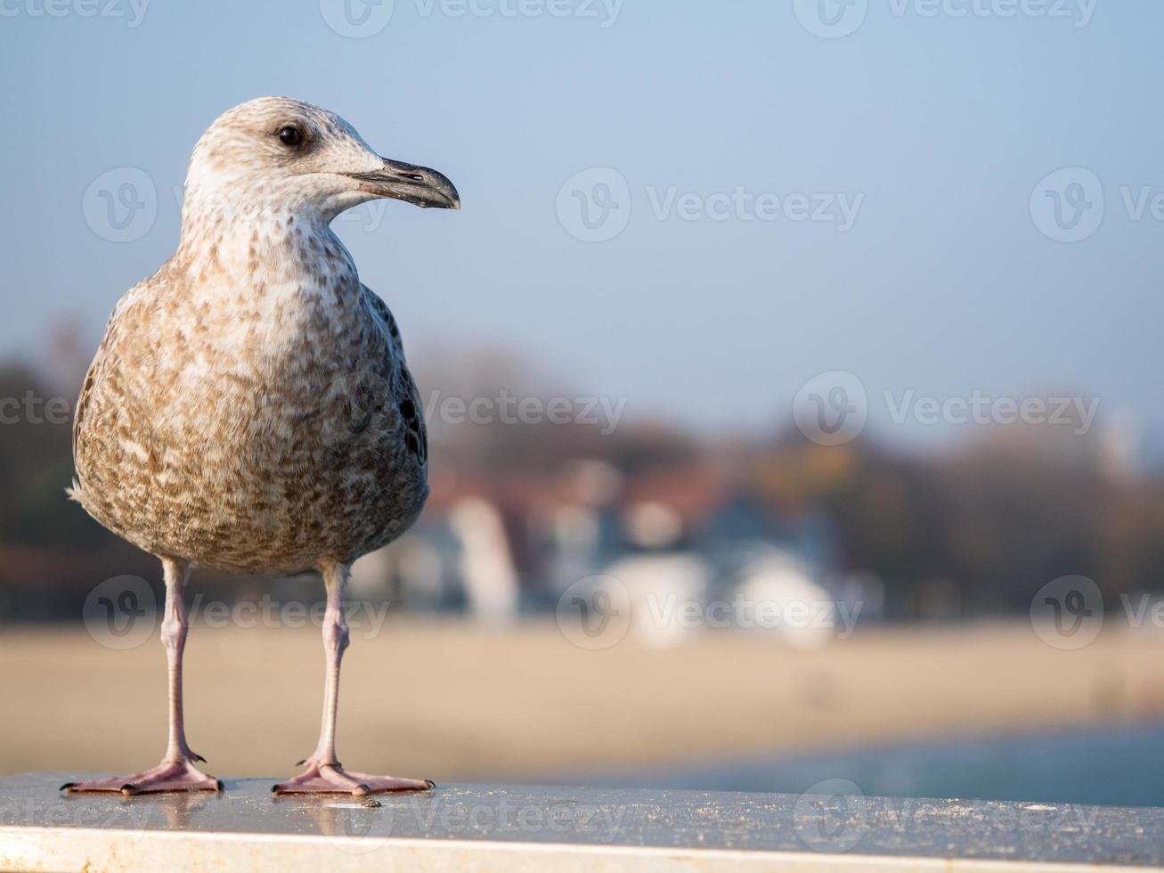 la mouette bien nourrie est assise sur une main courante et regarde la mer photo