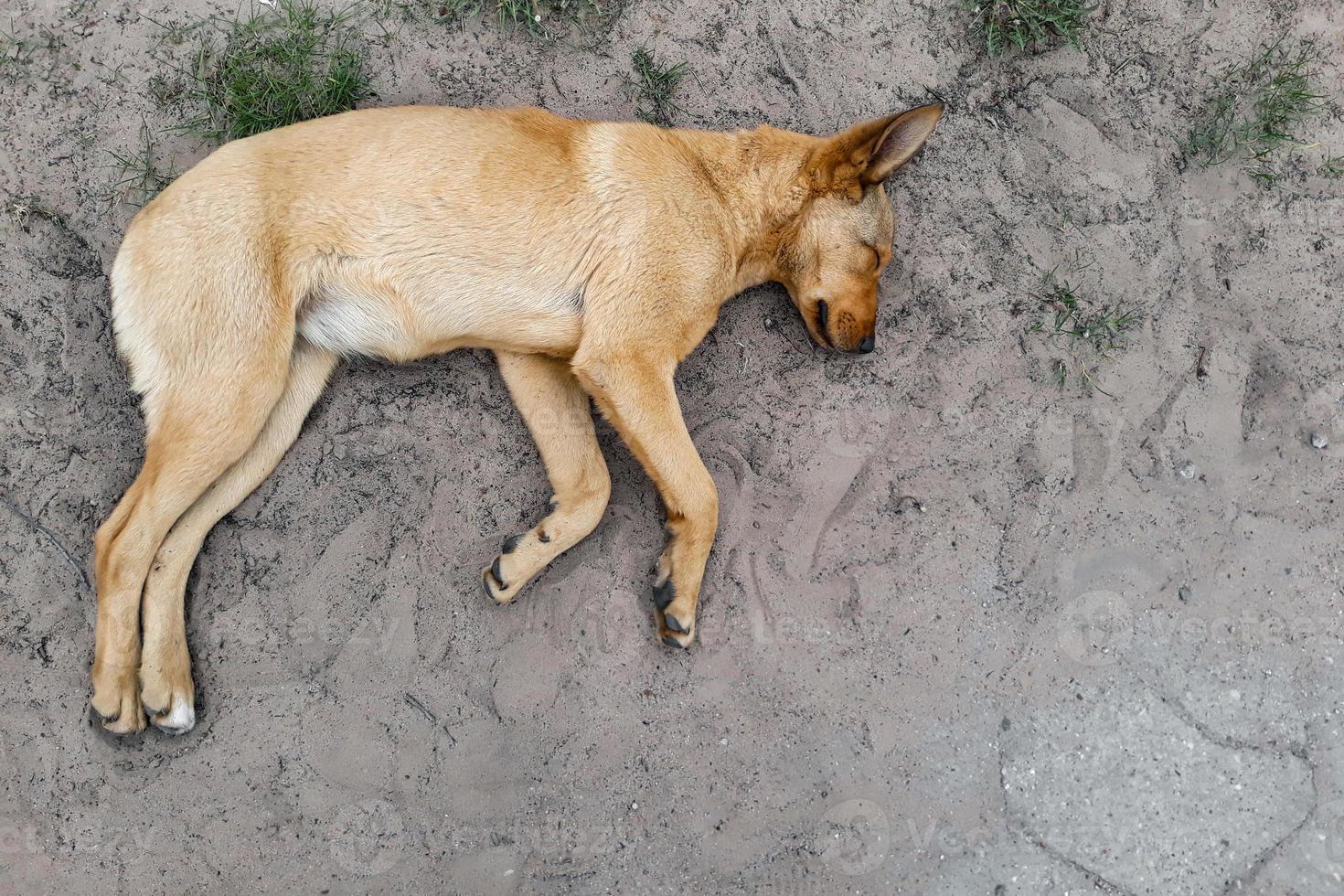 chien brun dormant sur le sol vue de dessus photo