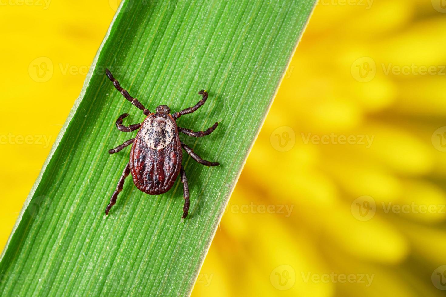 Acarien rampant sur un brin d'herbe verte contre un pissenlit orange sur la macro d'arrière-plan photo