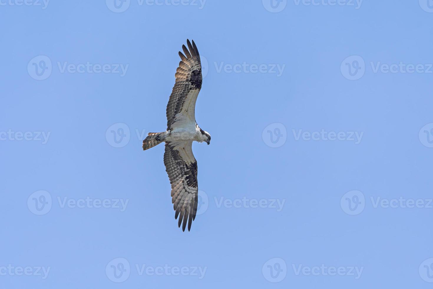 balbuzard pêcheur tournant à la recherche d'une proie photo