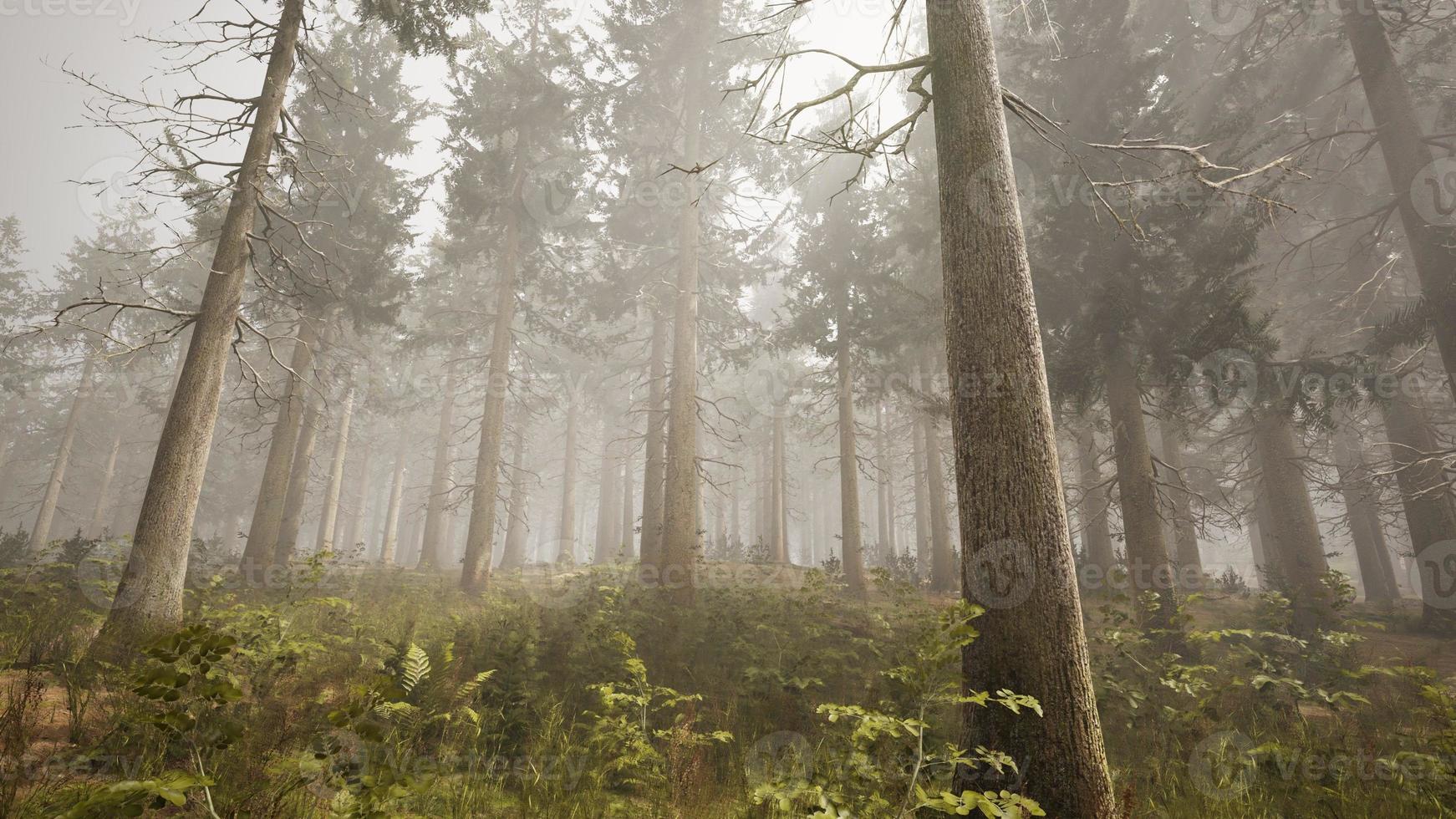 rayons de soleil dans la forêt naturelle d'épinettes photo