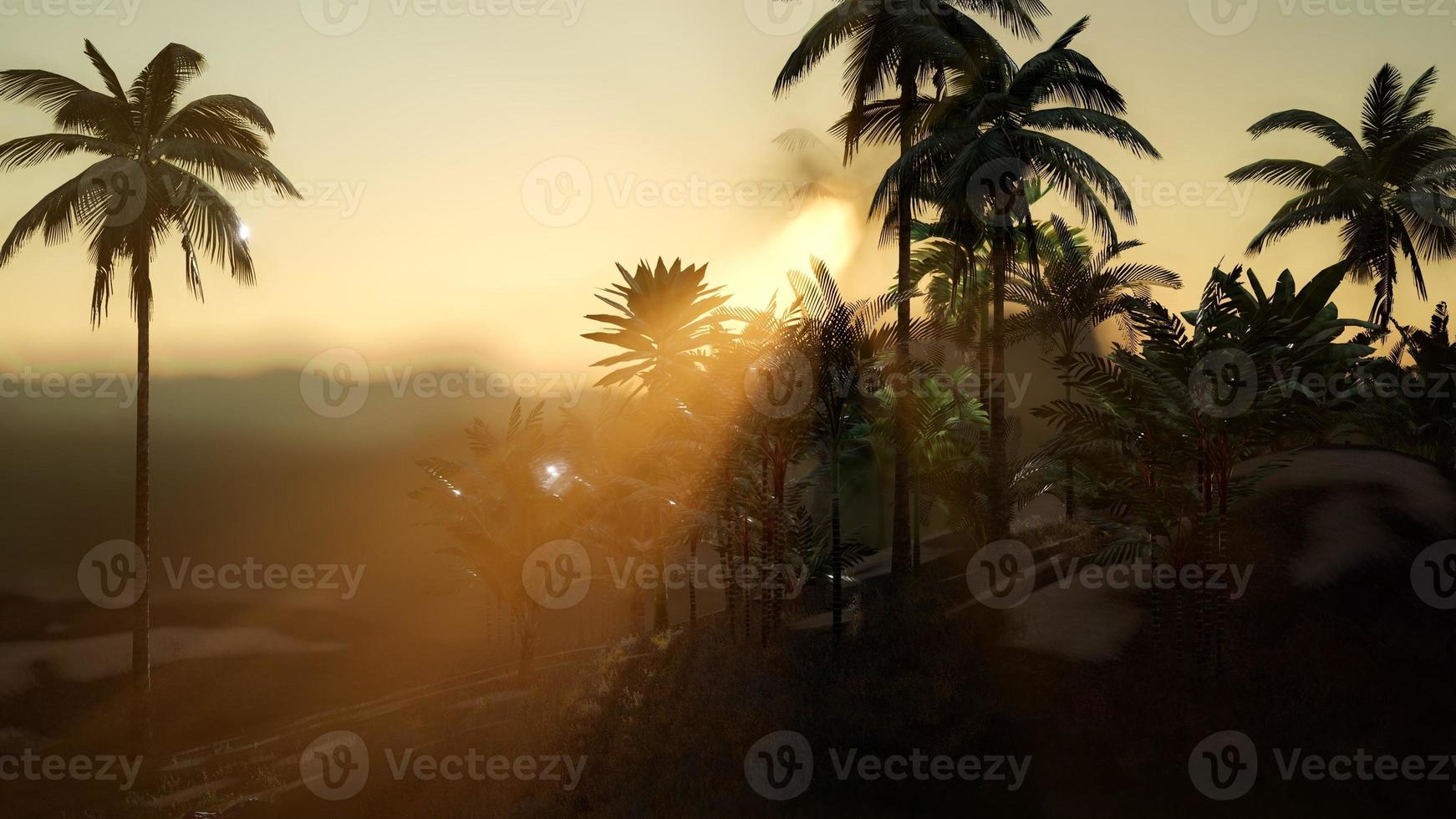 vue sur les palmiers dans le brouillard photo