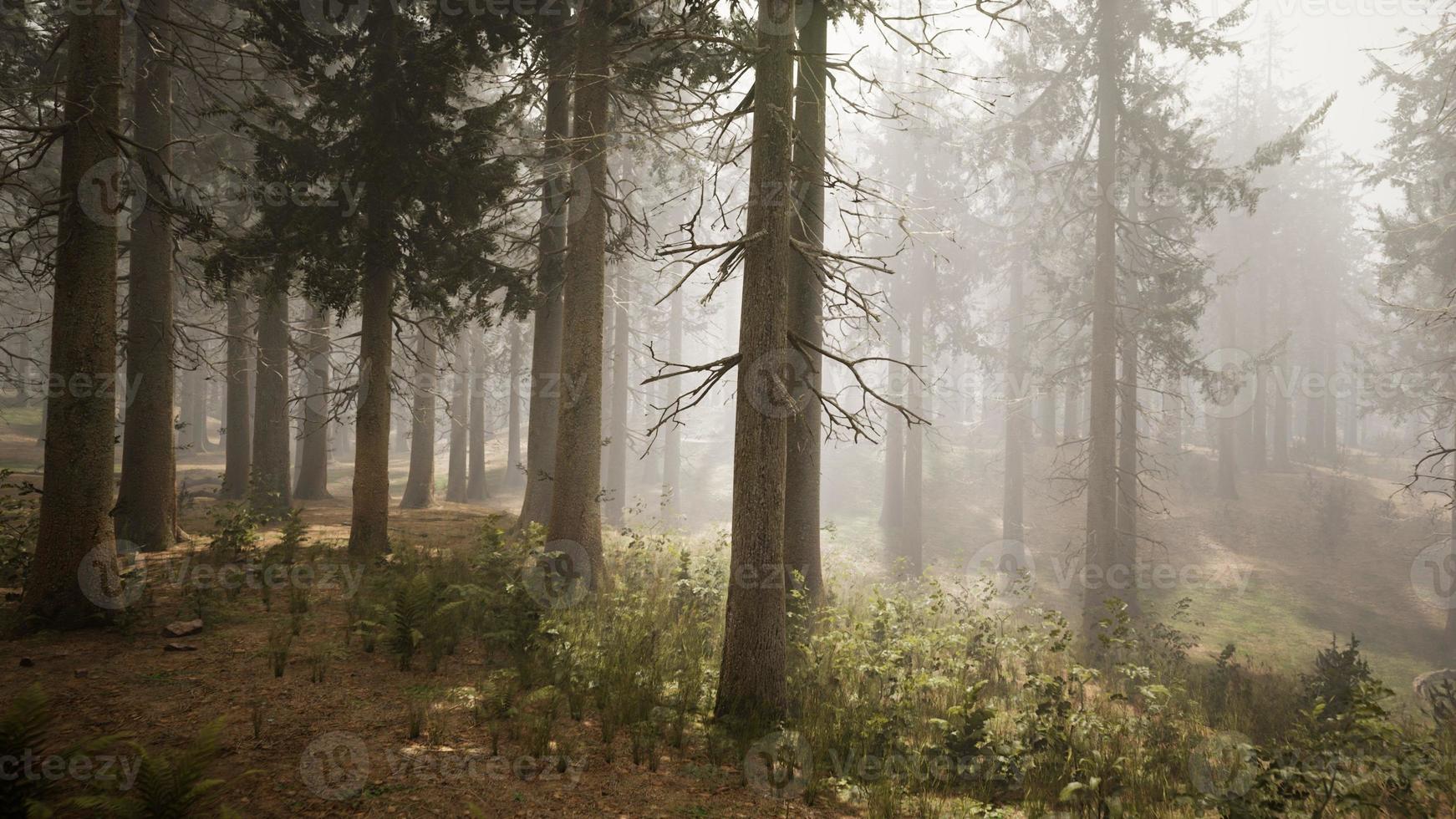 rayons de soleil dans la forêt naturelle d'épinettes photo