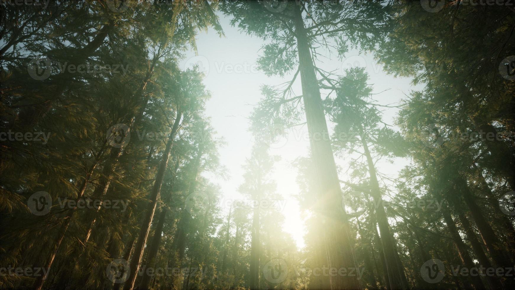 paysage de coucher de soleil brumeux de la forêt de séquoias photo