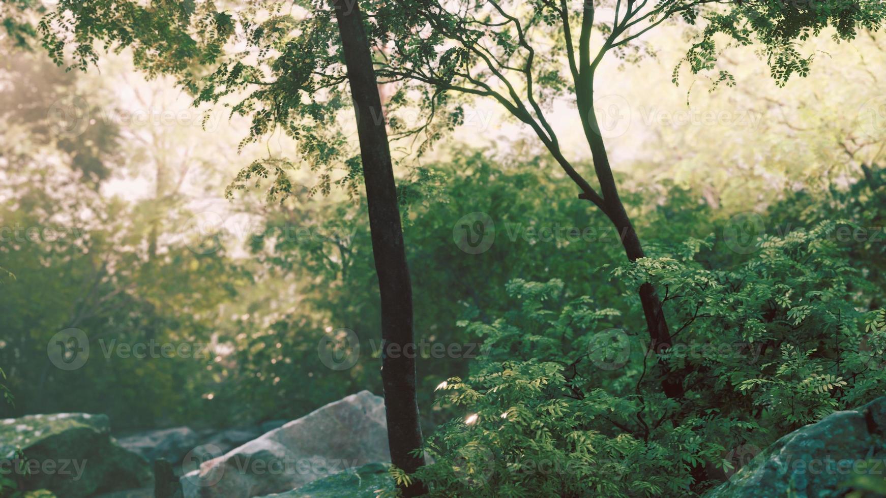 brouillard dans la mystérieuse forêt tropicale photo