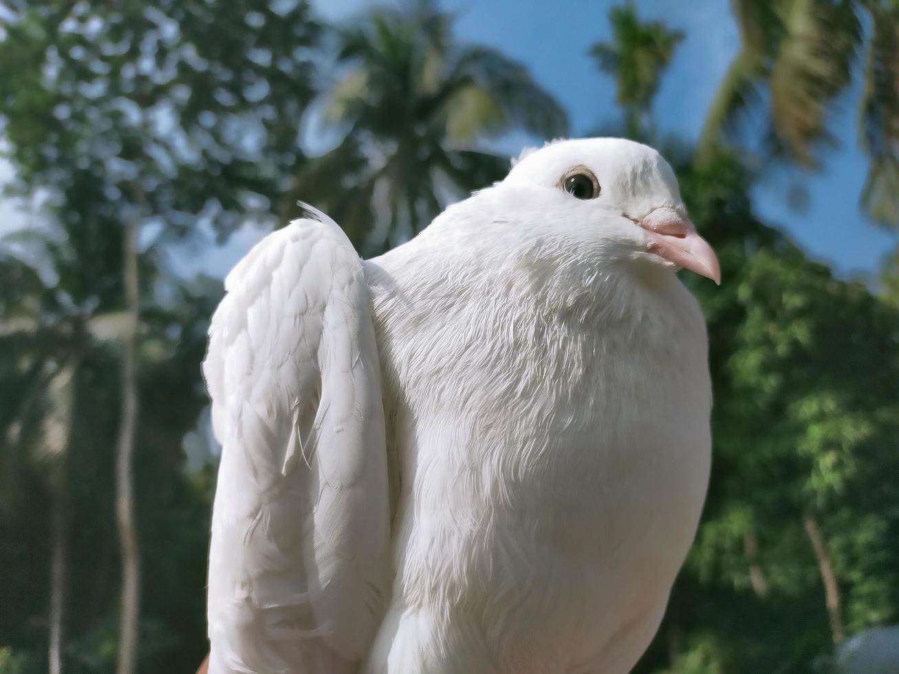 pigeons roi et reine et colombes et oiseaux extraordinaires photo