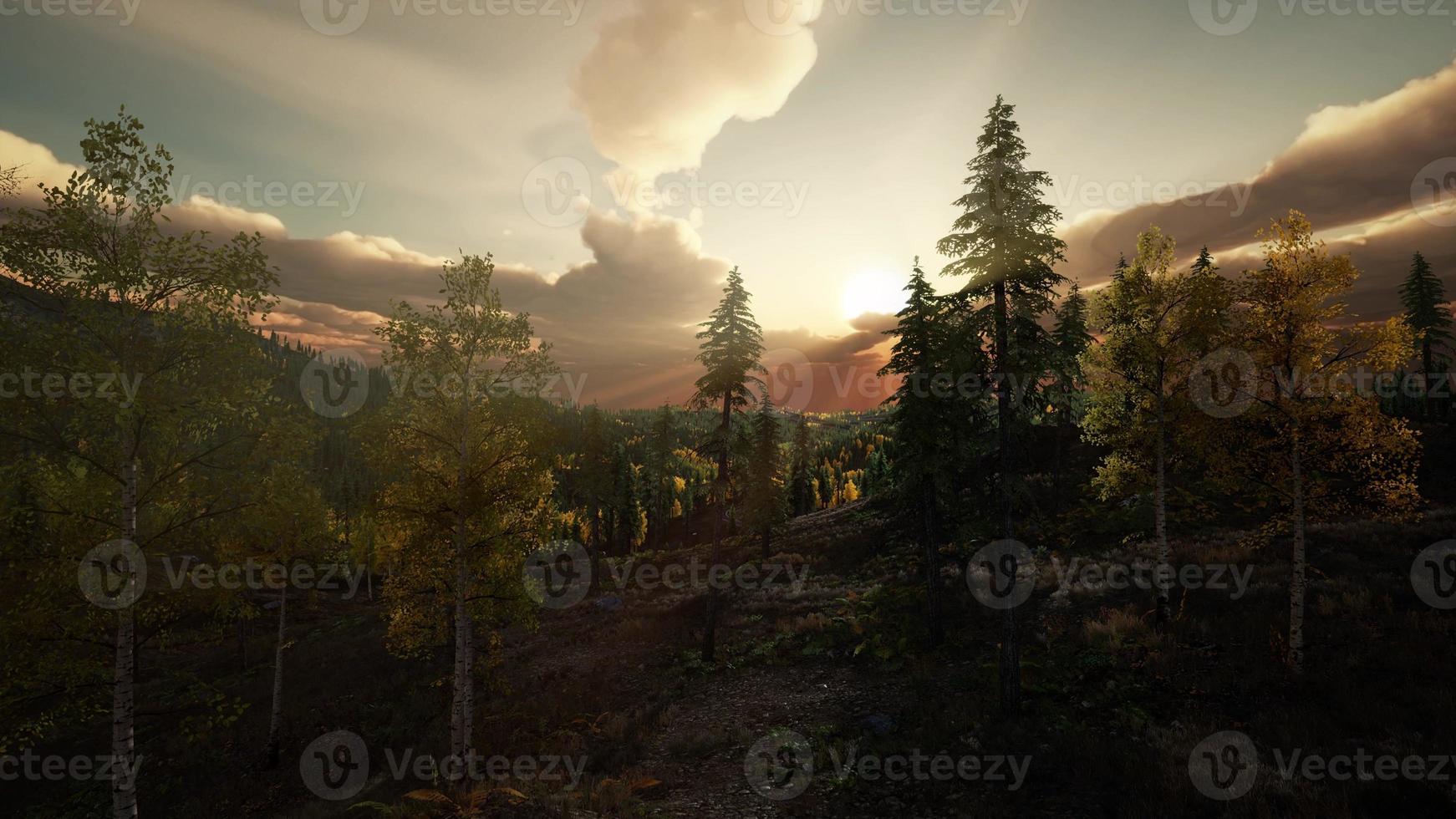 forêt d'été dans un paysage de montagne photo