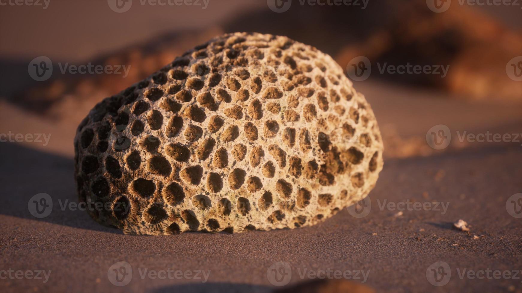 vieux corail sur la plage de sable photo