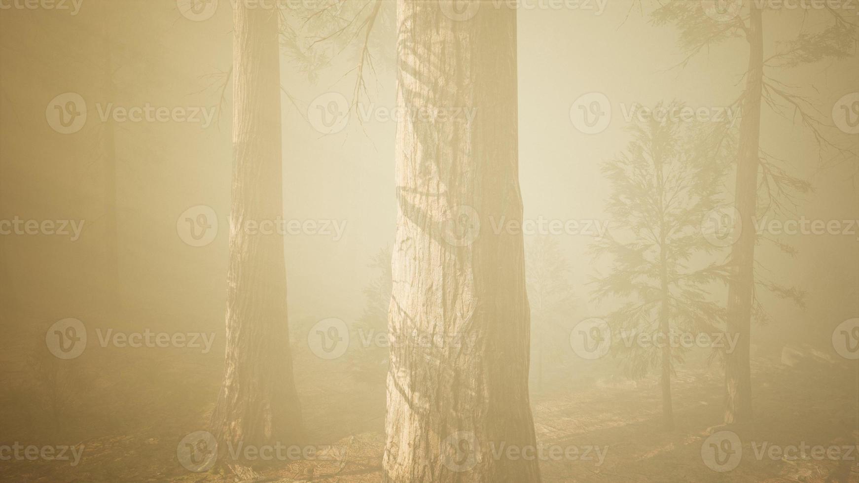 forêt d'automne et arbres dans le brouillard du matin photo