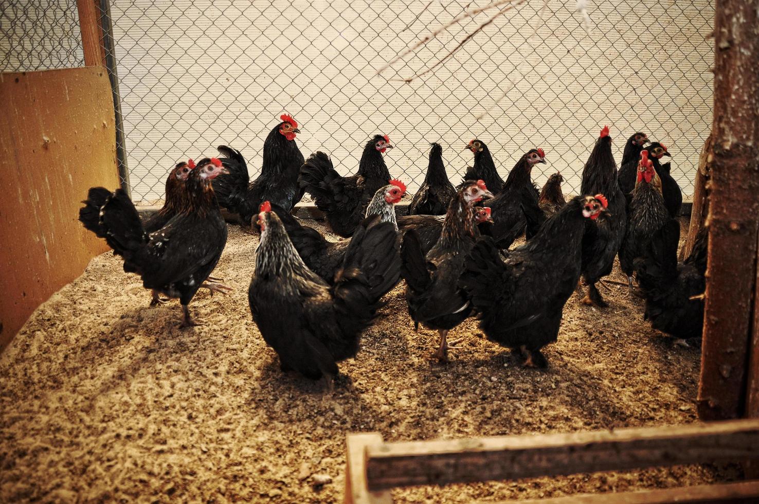 poules et coqs en cage photo