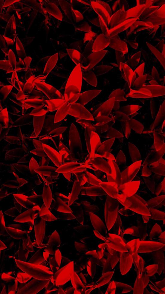 fond de feuilles rouges à contraste élevé photo