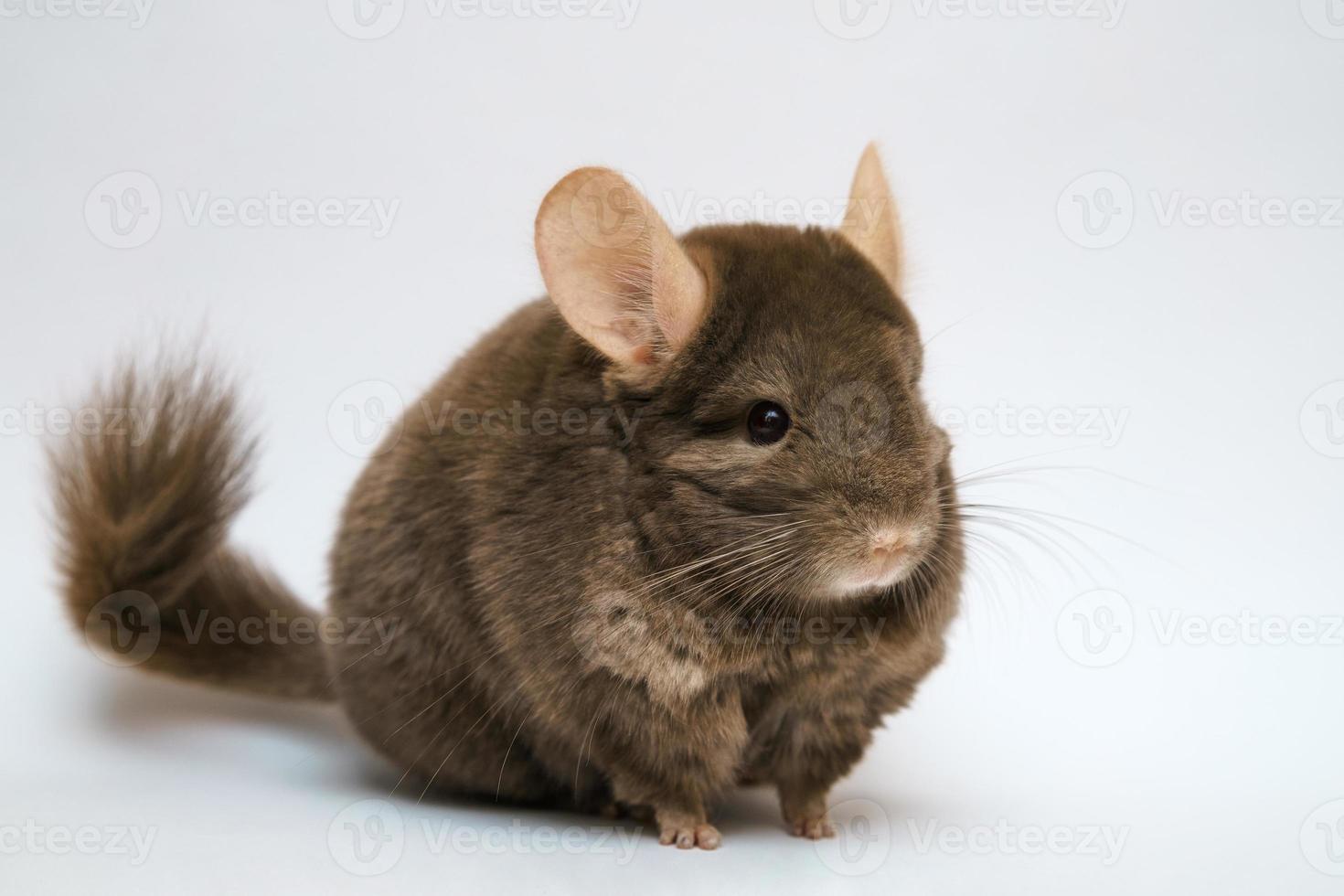 chinchilla brun mignon sur fond blanc photo